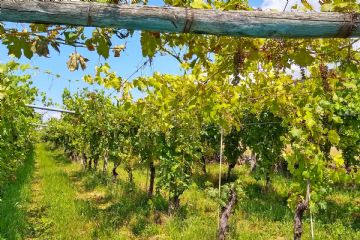 Lotta alla flavescenza dorata